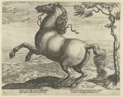 Häst från Toscana tvscvs (titel på objekt) Hästaraser från Royal Stables of Don Juan of Austria (serietitel) av Hendrick Goltzius