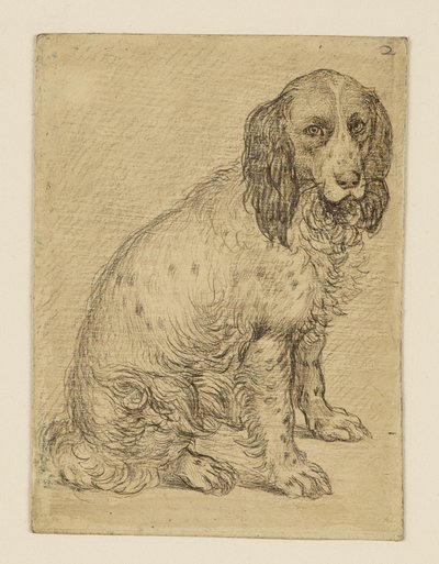 Sittande drentsk patrijshund av Hendrick Goltzius
