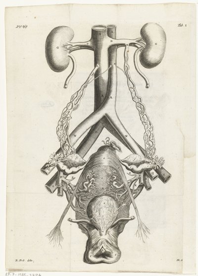 Anatomisk bild av de kvinnliga könsorganen och njurarna Bokillustration för: Reinier de Graaf, Alle de wercken, Amsterdam, 1686 av Hendrik Bary
