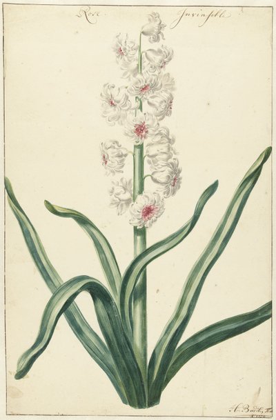 Witte hyacint Rose Invisible (titel på objekt) av Hendrik Budde