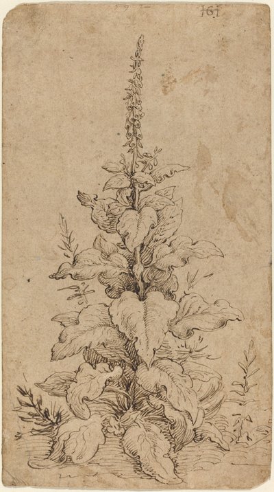 En Foxglove i blom av Hendrik Goltzius