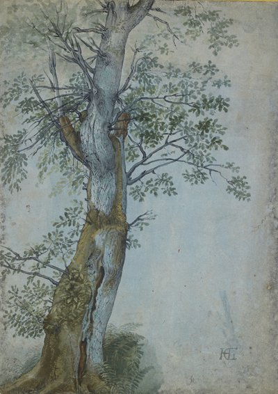Study of a Tree, 1597-99 (penna i mörkbrunt bläck, pensel i wc & kroppsfärg, förhöjd med vitt på blått papper) av Hendrik Goltzius