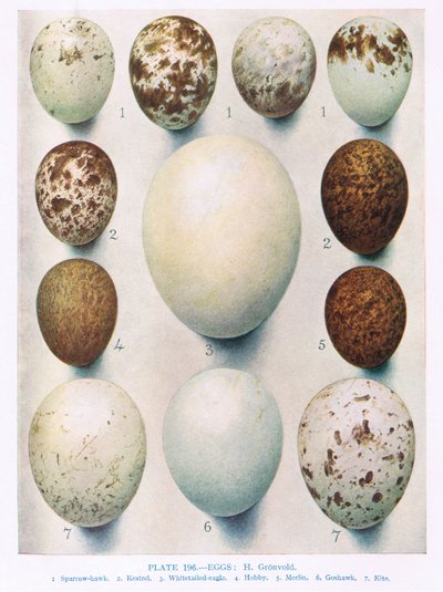 Ägg: Montagu