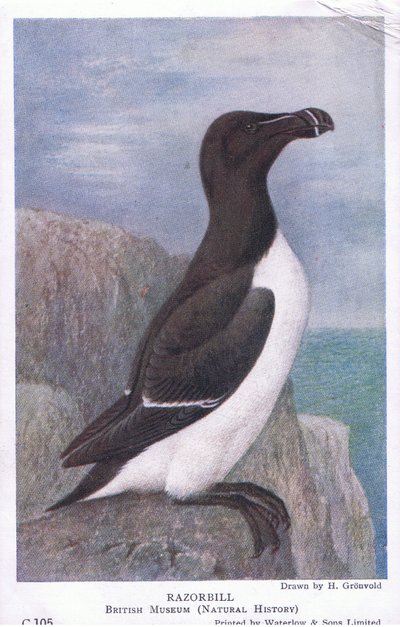 Razorbill, vykort, 1930-tal av Hendrik Gronvold