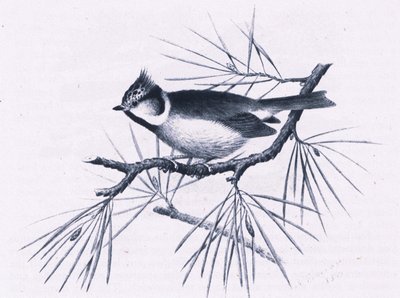 Scottish Crested Tits, Nature in Britain publicerad av Collins, 1946 av Hendrik Gronvold