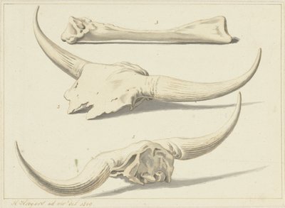 Fossila ben av en uroxa, hittades under översvämningen, 1809 av Hendrik Hoogers