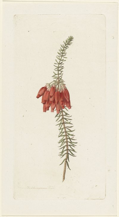 Blommor (Erica Mammosa) av Hendrik Schwegman