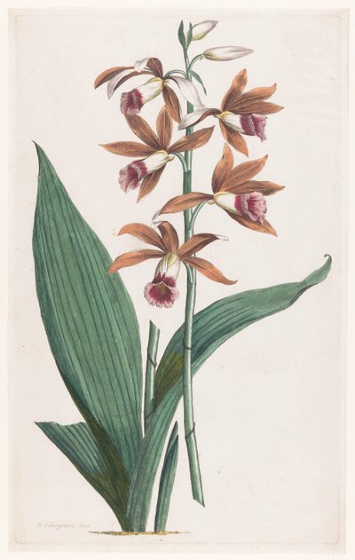 Moerasorchidee Limodorum Tankervilliae (titel på objekt) av Hendrik Schwegman