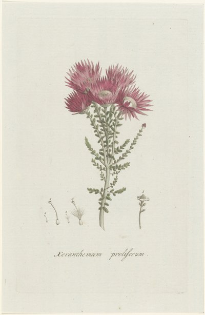 Phaenocoma prolifera Xeranthemum proliferum (titel på objekt) av Hendrik Schwegman