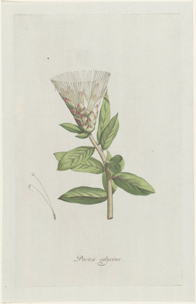 Protea Protea calycina (titel på objekt) av Hendrik Schwegman