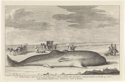 spolade kaskelot Avskrivning från en cachelott den 20 februari 1762 mellan Zandvoort och Wyk op Zee, körd på en strand, stor 61 fot 6 duum. (titel på objekt) av Hendrik Spilman