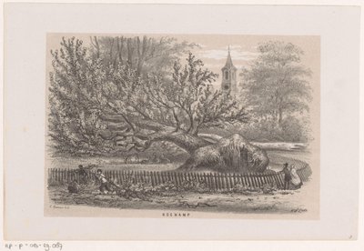 Fallet träd nära Koekamp, ​​​​efter stormen den 28 maj 1860 Koekamp (titel på objekt) Album med tio litograferade skisser, föreställande Toneelen van de Verwoesting, påverkad av stormen den 28 maj 1860 i 