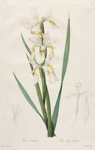 Guldbandig Iris, 1812. av Pierre Joseph Redouté