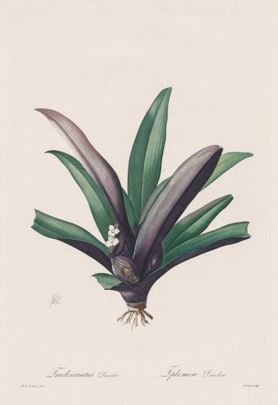 The Liliaceae: Tradescantia discolor, 1802-1816. av Pierre Joseph Redouté