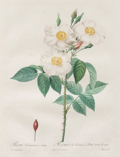 Les Roses: Rosa Damascena, subalba, 1817-1824. av Pierre Joseph Redouté