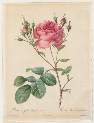 Rosa Centifolia Anglica Rubra von Pierre Joseph Redouté