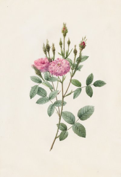 Rosa Pomponiana Muscosa, 1817-1824. av Pierre Joseph Redouté