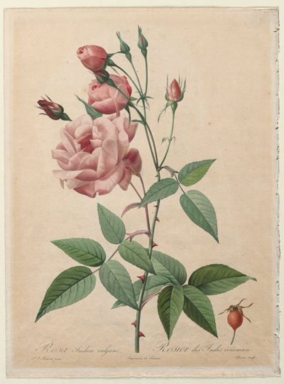 Die Rosen: China- oder Bengalrose, 1817-1824 von Pierre Joseph Redouté