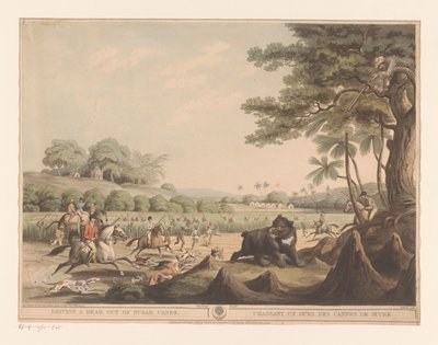Björnjakt i Indien av Henri Merke
