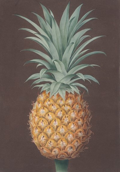 Den slätbladiga gröna antiguafuren, 1807. av Henri Merke