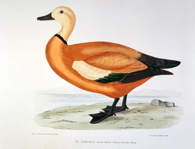 Representation av en anka tadorne kasarka Planche av H. Blanchere av Henri de la Blanchere