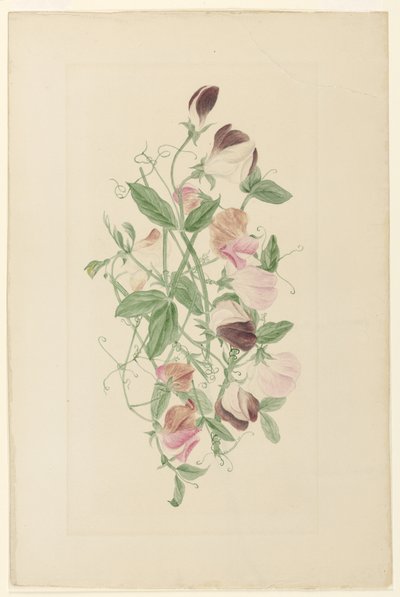 Söta ärtor av Henrietta Benson Homer