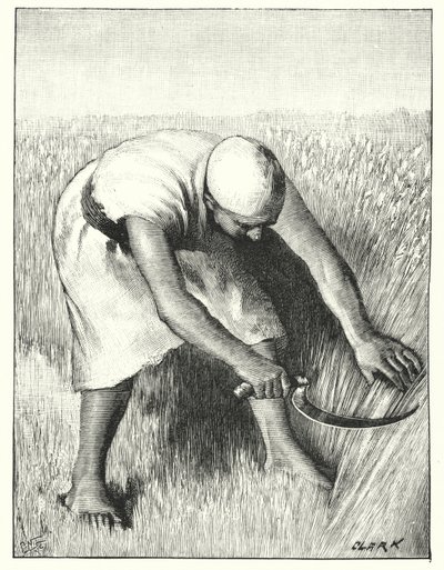 Skörda i öst (litho) av Henry Andrew Harper
