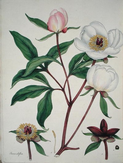 Paeonia Albiflora, från 