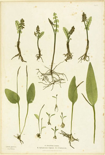 Naturtryck av ormbunkar med månört och huggormstunga, plansch 51 från The Ferns of Great Britain and Ireland av Henry Bradbury