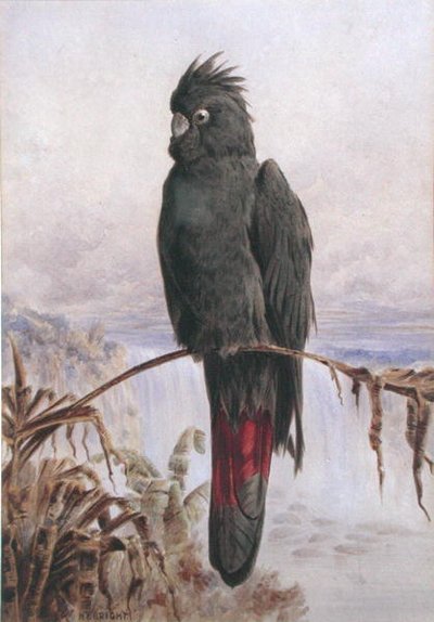 Australisk rödstjärtad svart kakadua (akvarell & kroppsfärg på papper) av Henry Bright