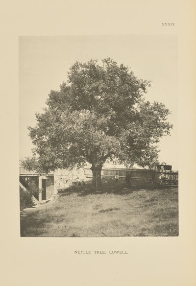 Nässelträdet, Lowell av Henry Brooks