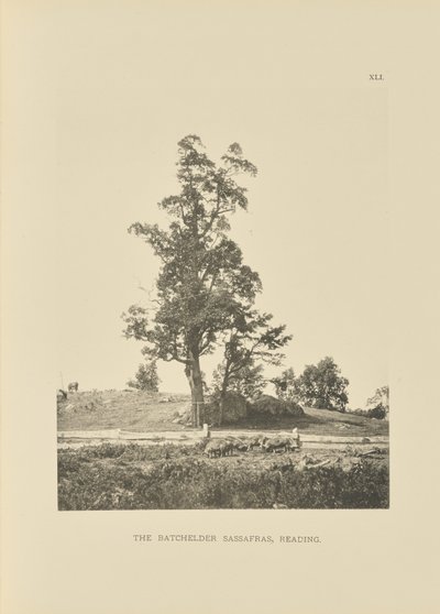The Batchelder Sassafras, Reading av Henry Brooks