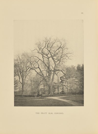 The Pratt Elm, Concord av Henry Brooks