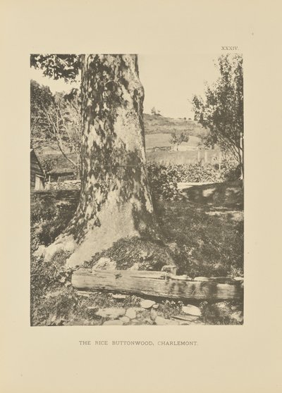The Rice Buttonwood, Charlemont av Henry Brooks