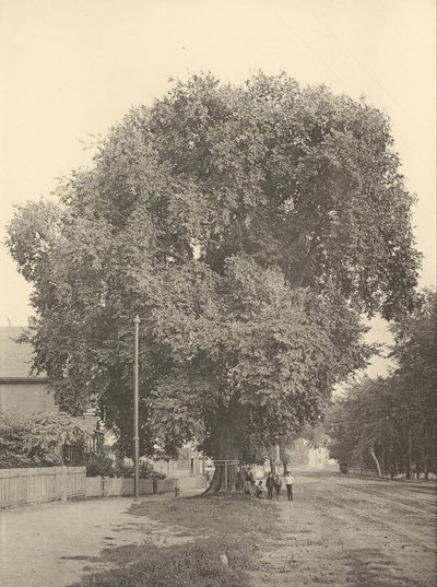 The Whittemore Elm, Arlington av Henry Brooks