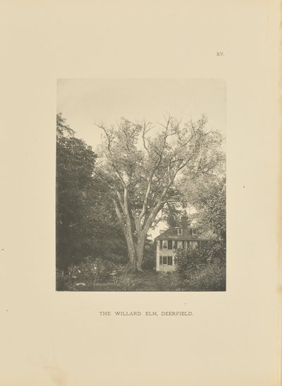 The Willard Elm, Deerfield av Henry Brooks