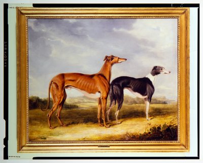 Två vinthundar, ägda av Dr. Edmund Taylor från Booth Hall av Henry Calvert