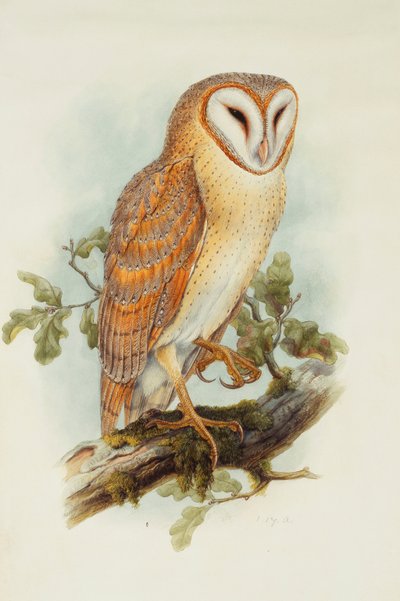 Tornuggla, av Henry Constantine Richter