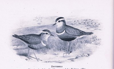 Dotterells, Nature in Britain publicerad av Collins, 1946 av Henry Constantine Richter