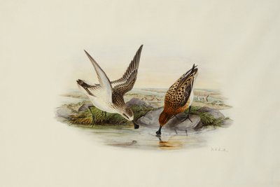 Skednäbb av Henry Constantine Richter