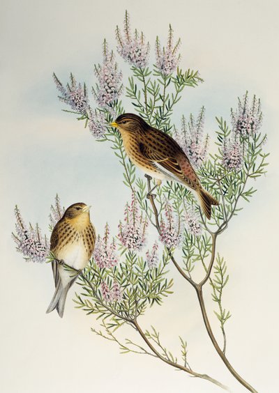 Trollslända (Carduelis flavirostris), från Birds of Great Britain av Henry Constantine Richter