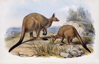 Västra grå känguru av Henry Constantine Richter