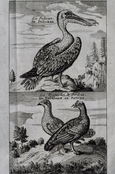 Pelican, Hassel ripa och Partridge, gravyr från Voyage made to Hudson