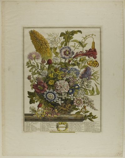 Augusti, från Tolv månader av blommor av Henry Fletcher