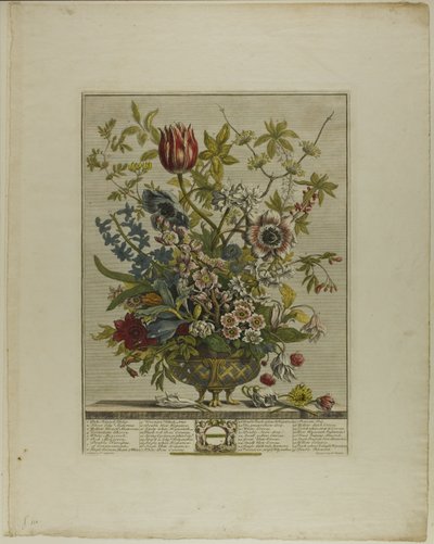 Februari, från Twelve Months of Flowers av Henry Fletcher