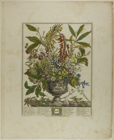 Januari, från Tolv månader av blommor av Henry Fletcher
