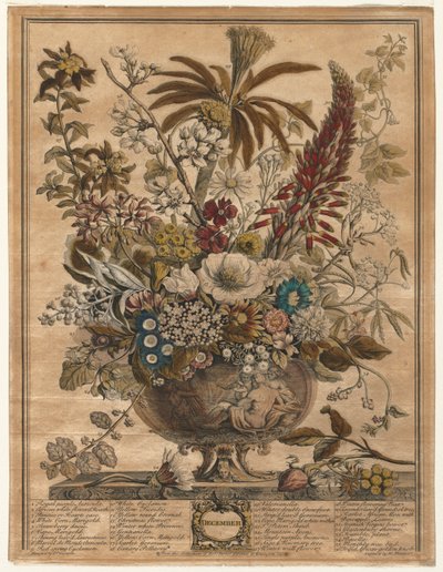 Tolv månaders blommor: december 1730. av Henry Fletcher
