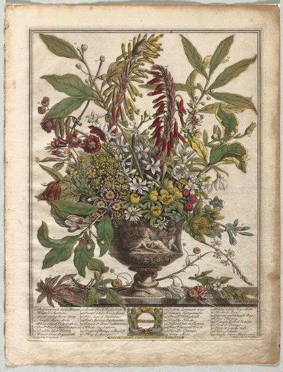 Tolv månaders blommor: januari av Henry Fletcher