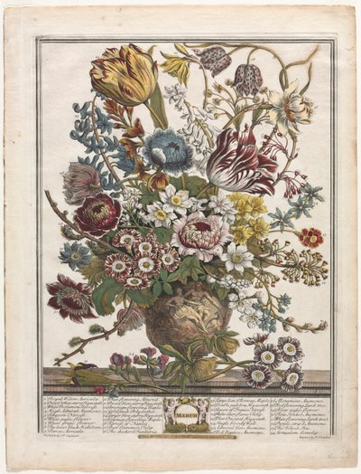 Tolv månaders blommor: mars 1730. av Henry Fletcher