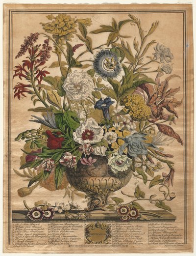 Tolv månaders blommor: september 1730. av Henry Fletcher
